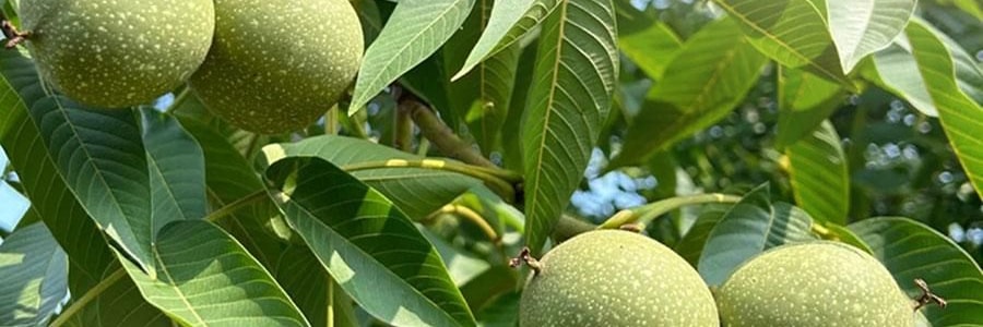 维汉 核桃仁 300g 【山姆同款】【健康0添加】