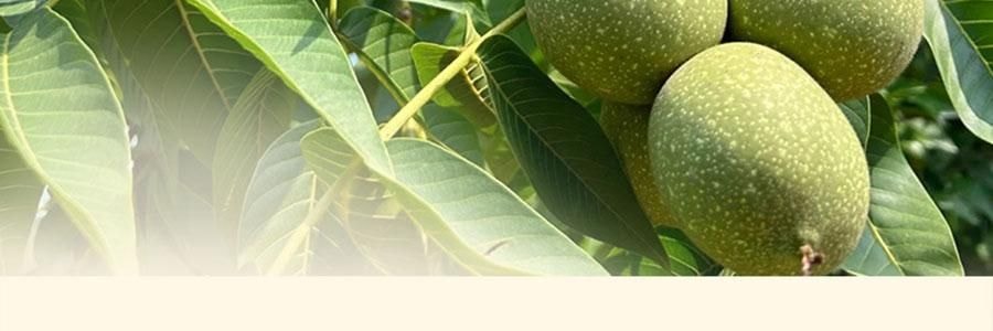 维汉 核桃仁 300g 【山姆同款】【健康0添加】