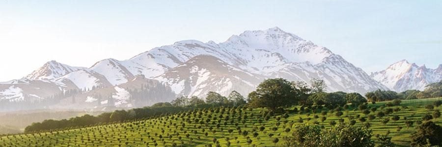 维汉 核桃仁 300g 【山姆同款】【健康0添加】