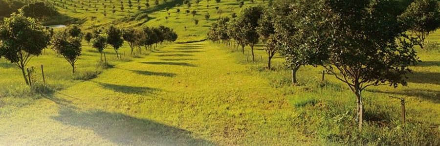 维汉 核桃仁 300g 【山姆同款】【健康0添加】