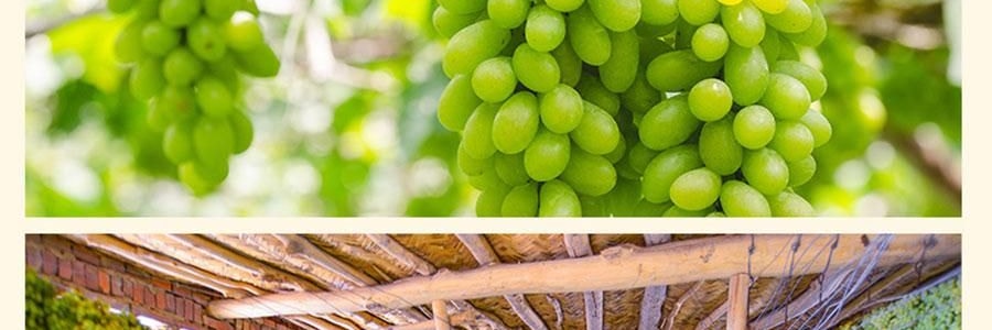 維漢 黃金葡萄乾 310g【甜潤飽滿】【健康0添加】【山姆超市同款】