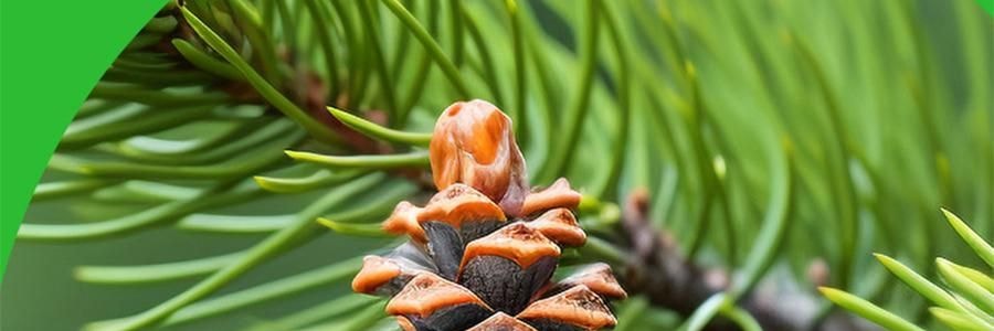 盒马 芥末味松子仁 坚果零食 190g【清爽非油炸】【亚米独家】