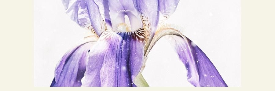 QILI其裡 車用香氛 清冷花香調 矽膠背夾易安裝 霧與蓮 3g*2