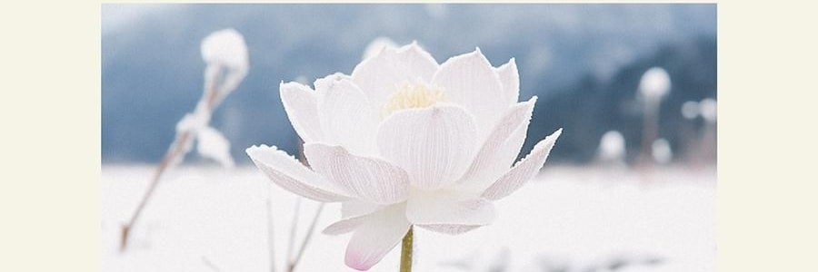 QILI其裡 車用香氛 清冷花香調 矽膠背夾易安裝 霧與蓮 3g*2