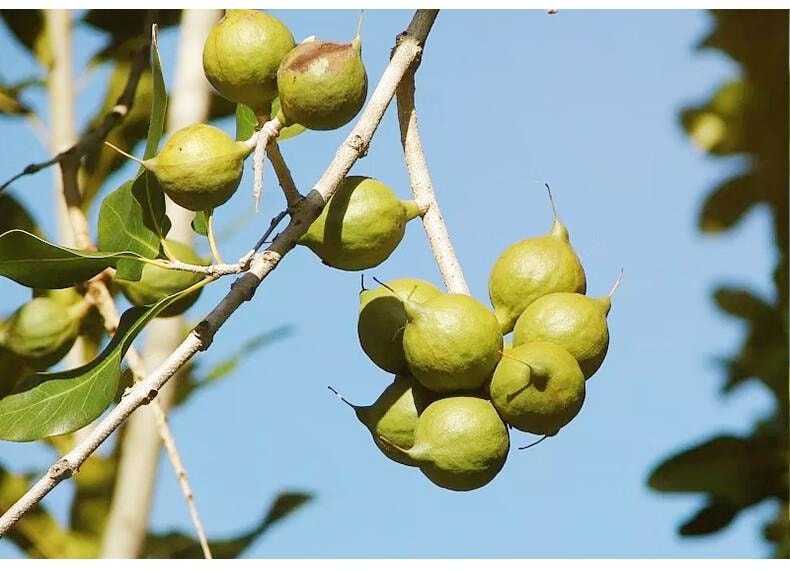 鲜记 夏威夷果388g