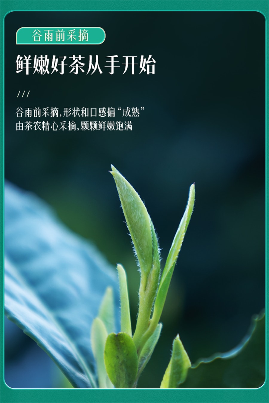 中国からの直送】西湖ブランド2025年新茶発売 西湖ブランド前雨 中国からの直送】西湖ブランド2025年新茶発売 西湖ブランド前雨