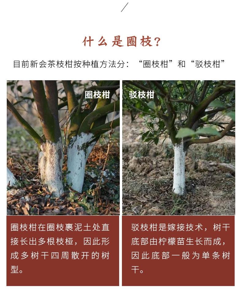 小师姐评茶 【美国现货秒发】 2015年新会天马陈皮 冬后大红皮 黄金级陈酿 挥发油类多糖丰富 理气健脾 燥湿化痰 增强免疫 止咳平喘 醇厚药香 70g