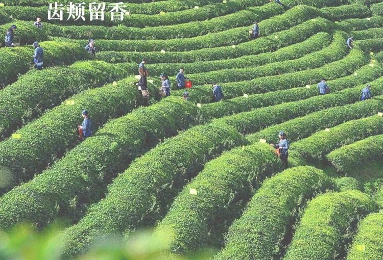 Classic Jasmine Tea Bags 50g