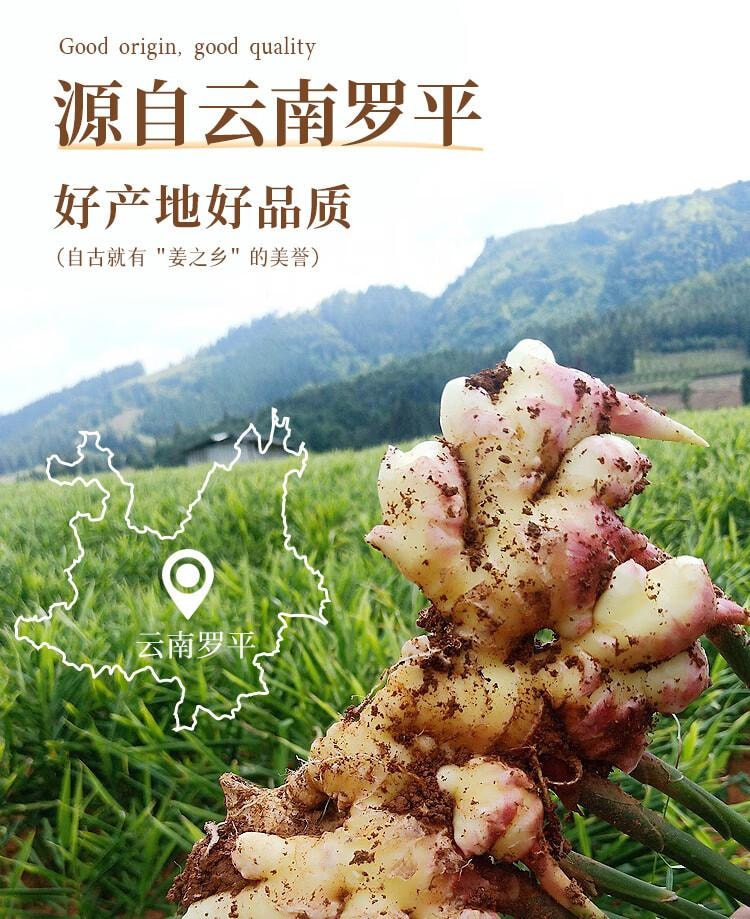 【中国直邮】 吉得利 生姜粉100g 袋装 羊杂汤鸡汤鲫鱼汤煲汤去腥提鲜调味粉料