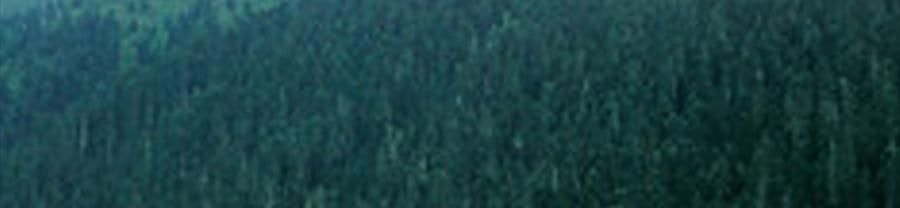 時樸 有機海帶 500g【煲湯火鍋食材】