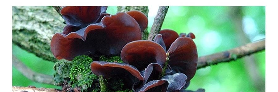 時樸 雲耳片 120g【雲南特產木耳】【胖東來同款】