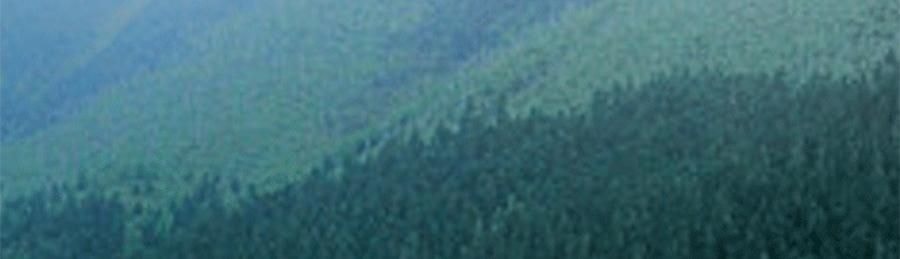 時樸 雲耳片 120g【雲南特產木耳】【胖東來同款】