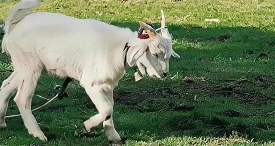 【中国直邮】 红卫 羊脂皂120g/盒 面部清洁温和细腻洗脸洗澡沐浴香皂肥皂羊奶皂 国货老品牌
