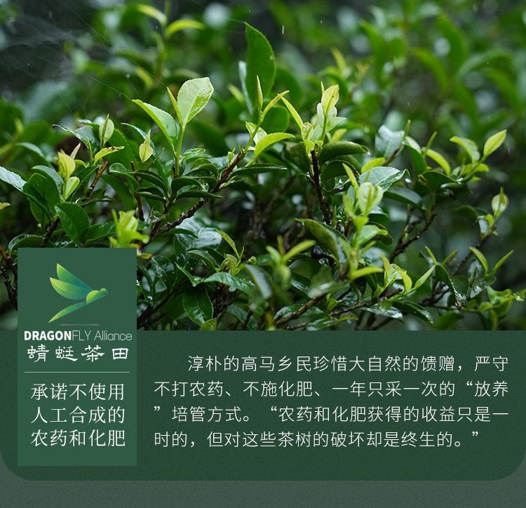 【美國現貨秒發】小師姐評茶 千兩茶餅高馬蒼卷 2019年安化黑茶茶葉 皇家貢茶 680克
