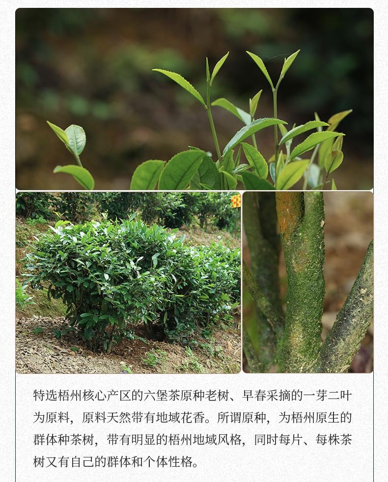  小師姐評茶【美國現貨秒發】 2018年六堡茶茶包 黑茉莉 老樹群種 非遺雙蒸雙壓製程 木板乾倉醇化 樟香蜜韻 滋味醇厚 祛濕避暑 促進代謝 40克(10包)