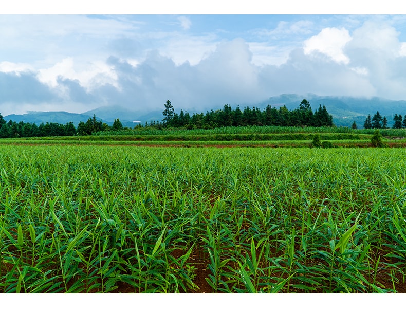 【中國直郵】享滋 熟薑粉500g食用純薑粉沖飲老乾薑粉小黃薑粉非特級生薑粉