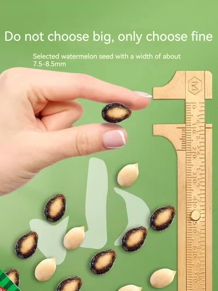 [中國直郵]洽詢 ChaCheer 新疆打瓜袋中袋鹹香味小而香西瓜子180g 1袋裝