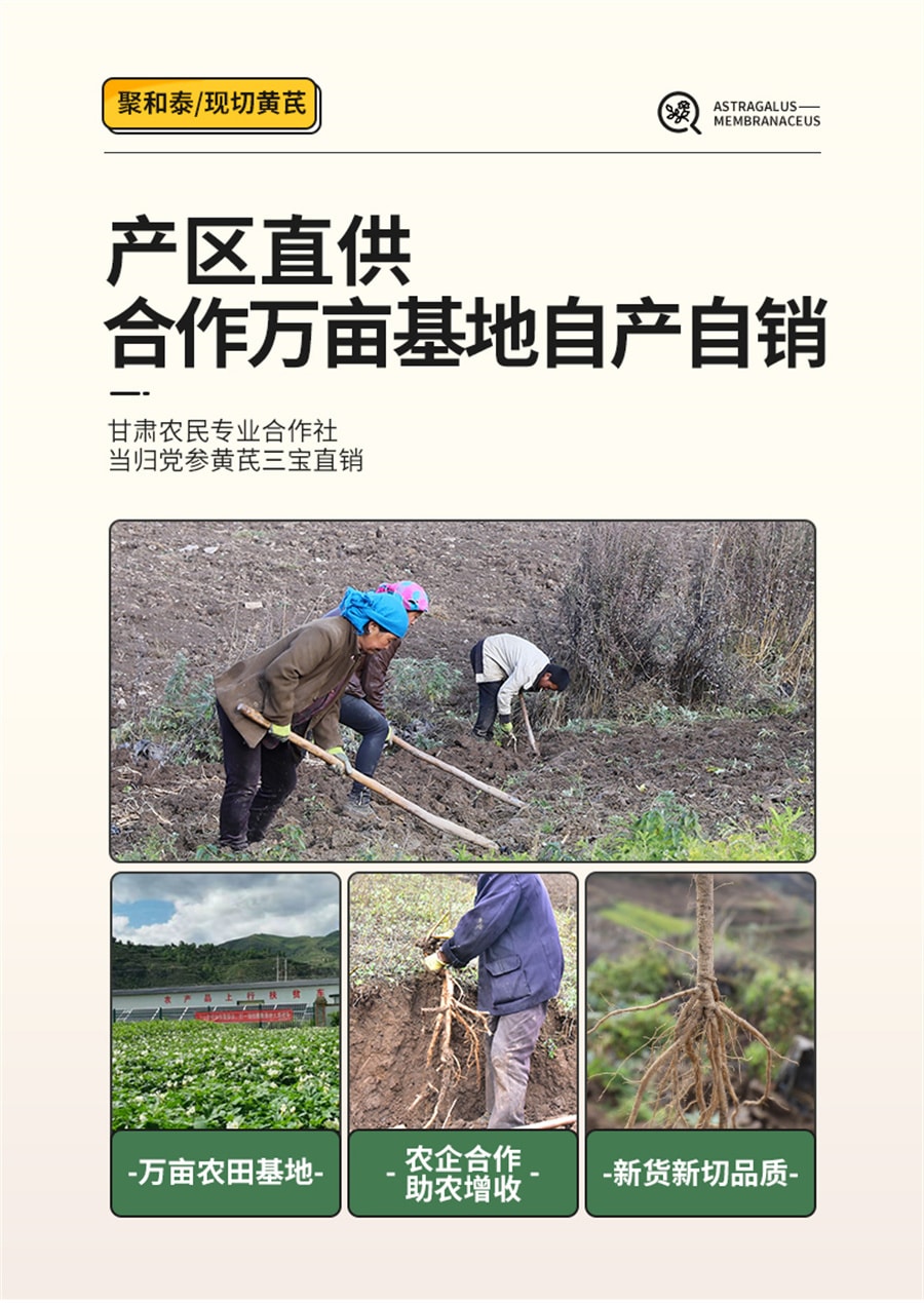 【中国直邮】聚和泰 黄芪野生特级黄氏正品北芪片中药材当归党参茶泡水 500g