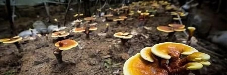 李良济 破壁灵芝孢子粉胶囊 0.3g*100粒 增强免疫力 