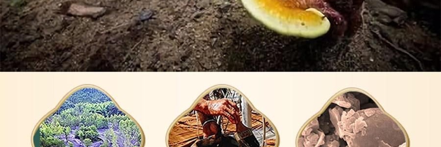 李良济 破壁灵芝孢子粉胶囊 0.3g*100粒 增强免疫力 