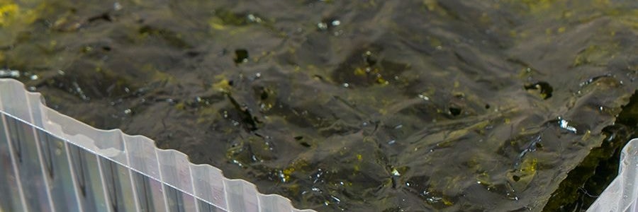 韓國CJ希傑 BIBIGO必品閣 即食海苔 8包入 40g