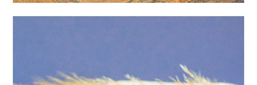 【全美超低價】日本D-PLUS 天然酵母持久保鮮麵包 紅豆乳奶油口味 80g