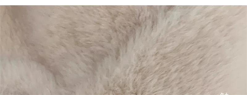 FOXTAIL 毛茸茸火狐狸一体帽 帽子 围巾 手套 冬季 保暖 防风 围脖 连帽 1个