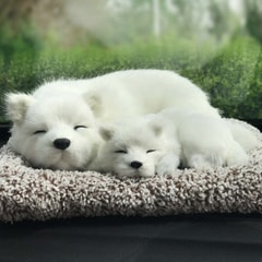 samoyed-sleep
