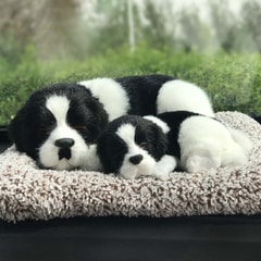 Border Collie-sleep