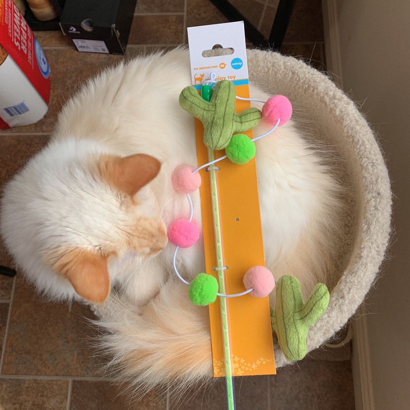 猫咪最喜欢的玩具 在pet Supplies给猫 主子们买的玩具 我记得好像是6 一个 买二送一 这个真的特别可爱 线本身是有弹力的 然后顶部和尾部都有个小仙人掌 中间川着小球球 超级可爱 猫猫也超级喜欢玩嘿嘿 下厨秘密武器