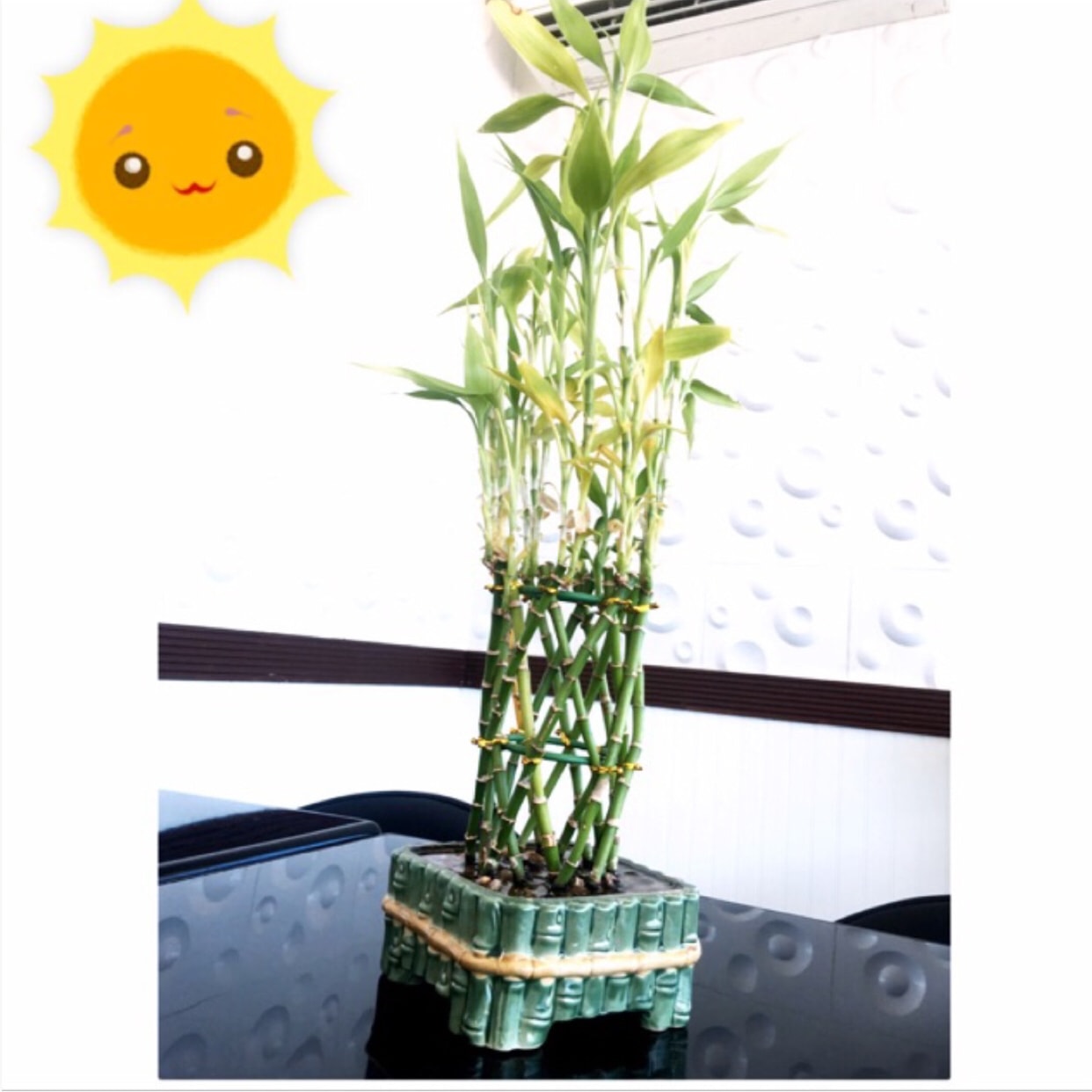 Life Needs Plants My Lucky Bamboo Posts From 吃货女王 Yamibuy